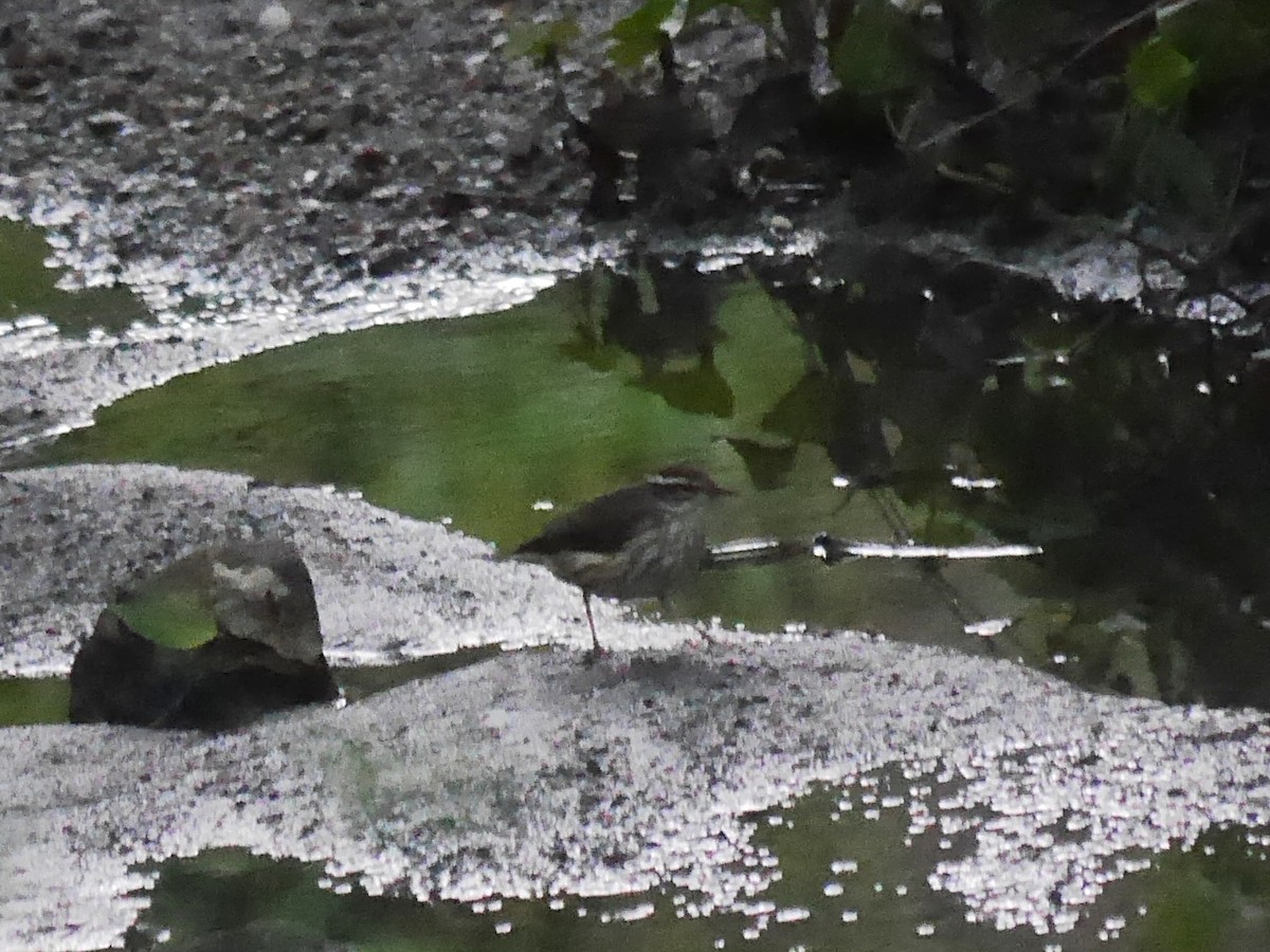 Louisiana Waterthrush - ML614368837