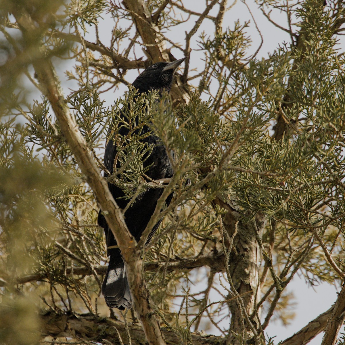 Red-winged Blackbird - ML614368865