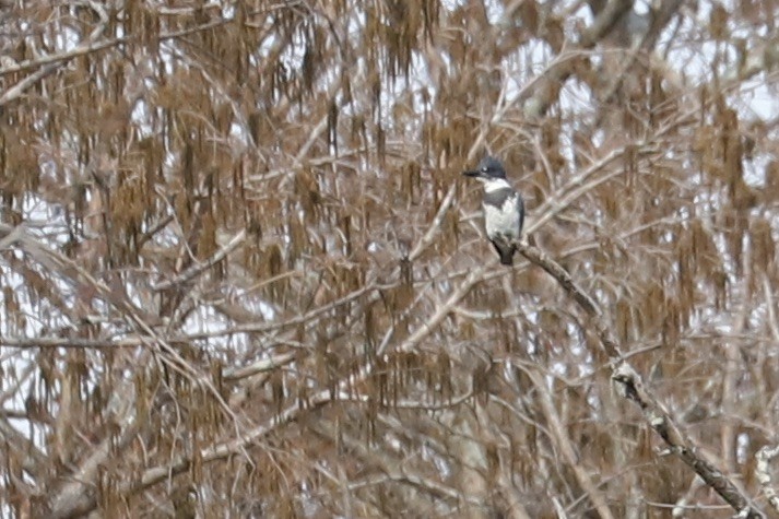 Belted Kingfisher - ML614368871