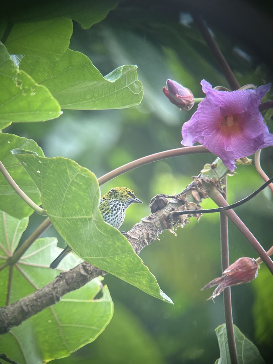 Speckled Tanager - ML614368896