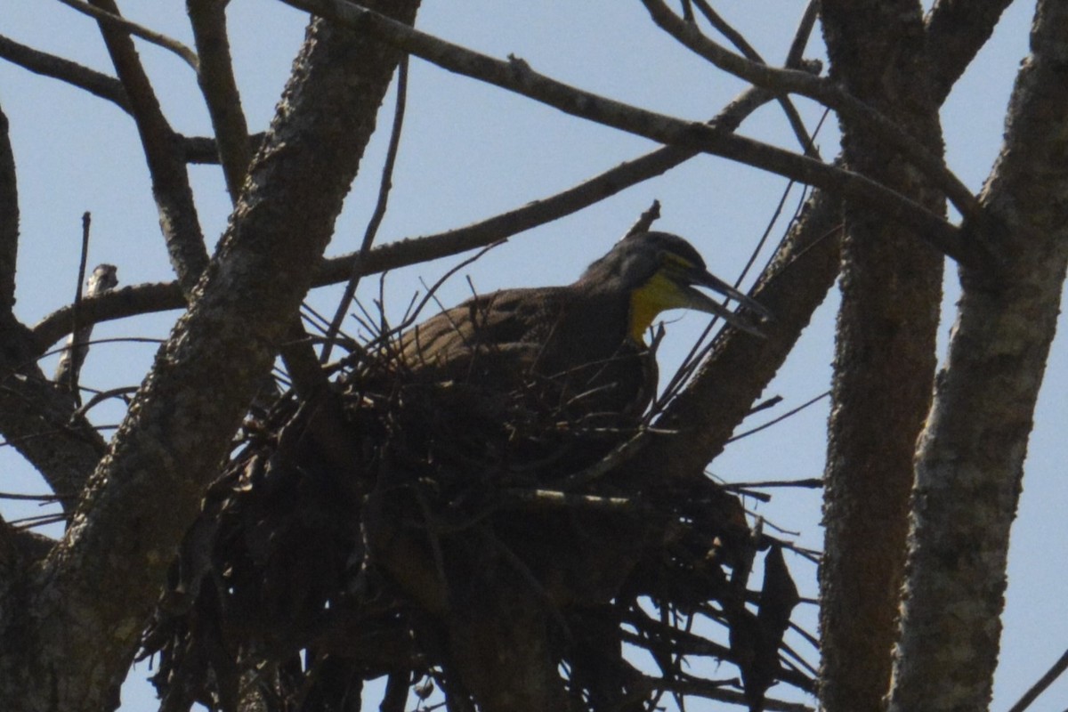 Bare-throated Tiger-Heron - ML614368914