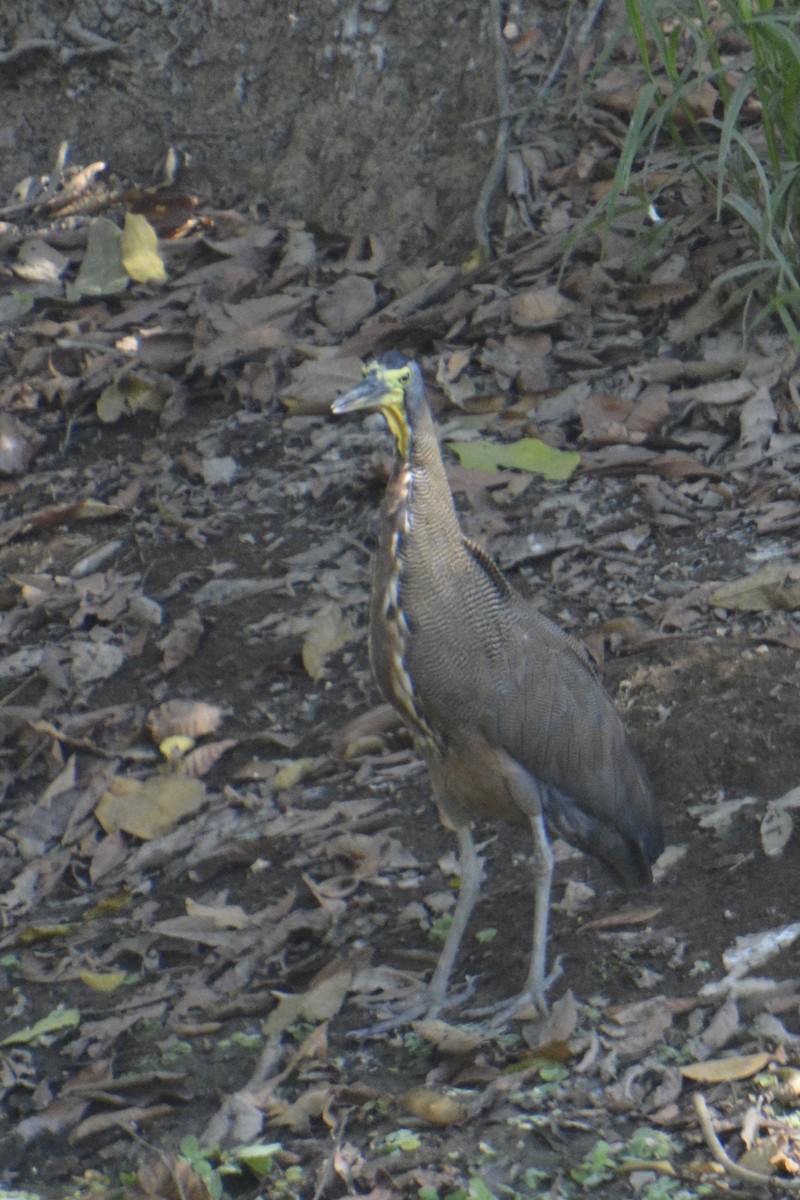 Bare-throated Tiger-Heron - ML614368949