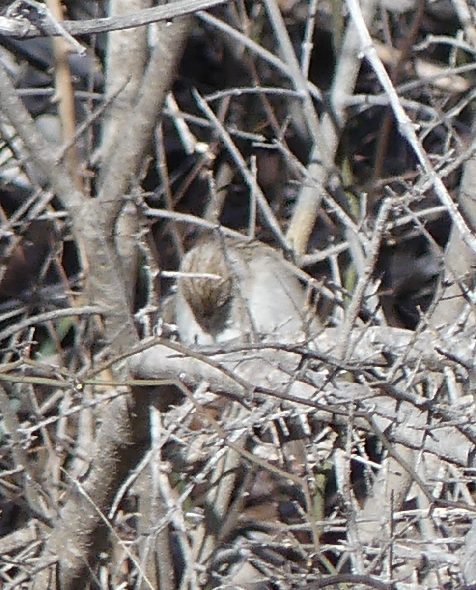 Brewer's Sparrow - Flo Rice