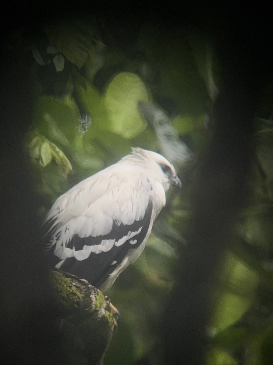 White Hawk - Rogers "Caribbean Naturalist" Morales