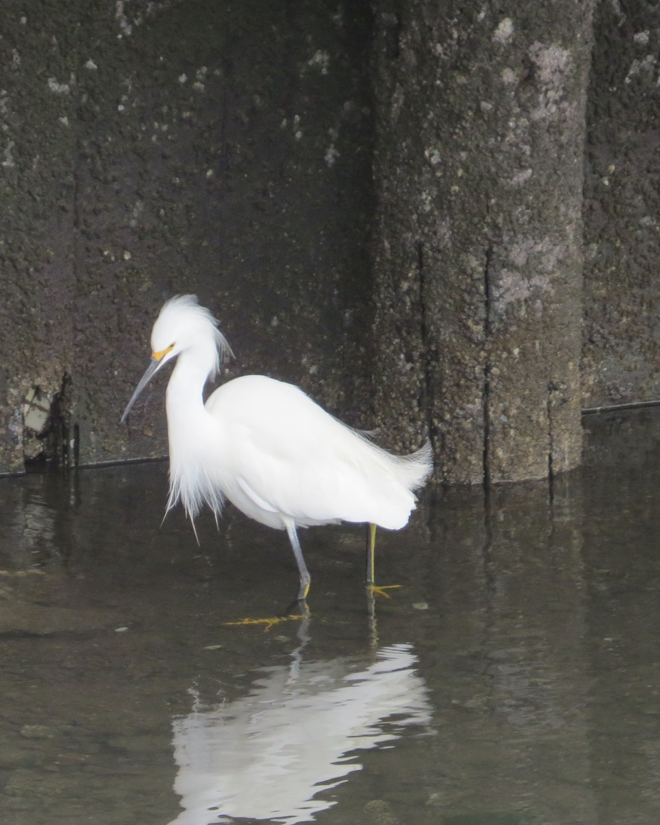 Snowy Egret - Mookie Fudemberg