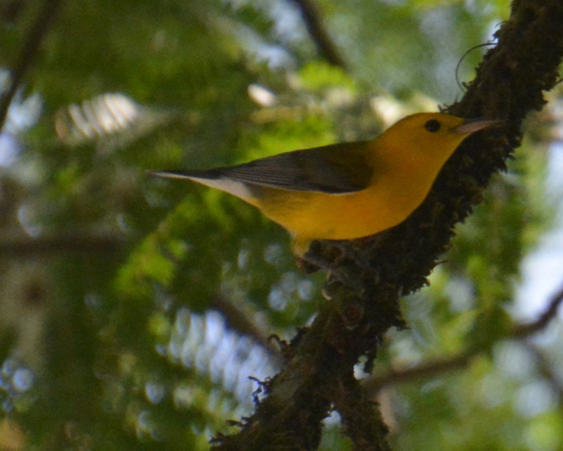 Prothonotary Warbler - Jim Morris