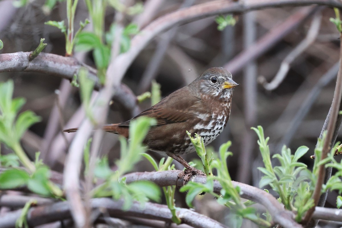 Fox Sparrow - ML614369114