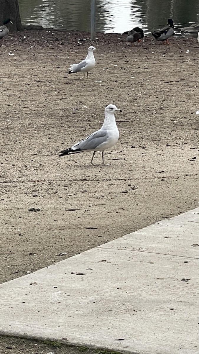 Ring-billed Gull - ML614369121