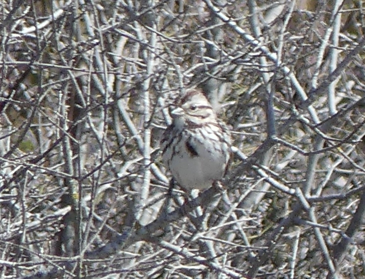 Song Sparrow - ML614369160