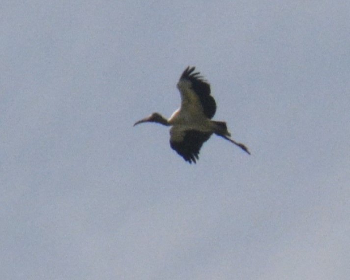 Wood Stork - ML614369187