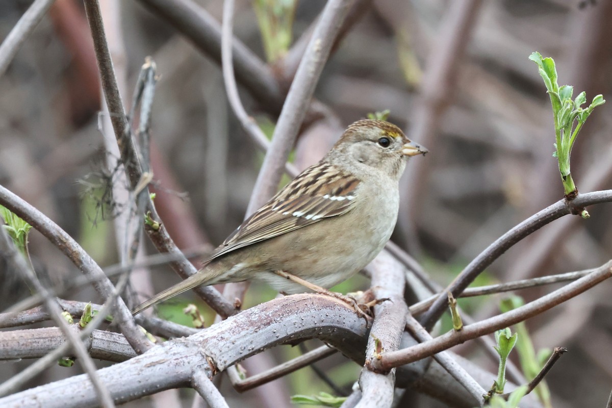 Golden-crowned Sparrow - ML614369193