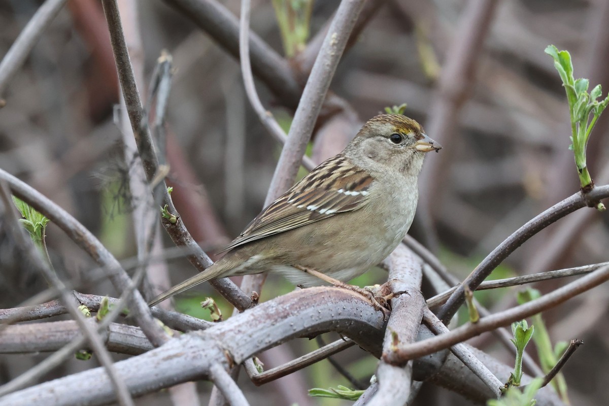 Golden-crowned Sparrow - ML614369194