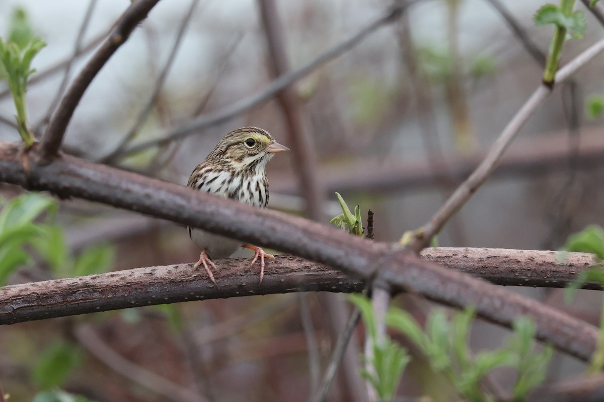 Savannah Sparrow - ML614369195