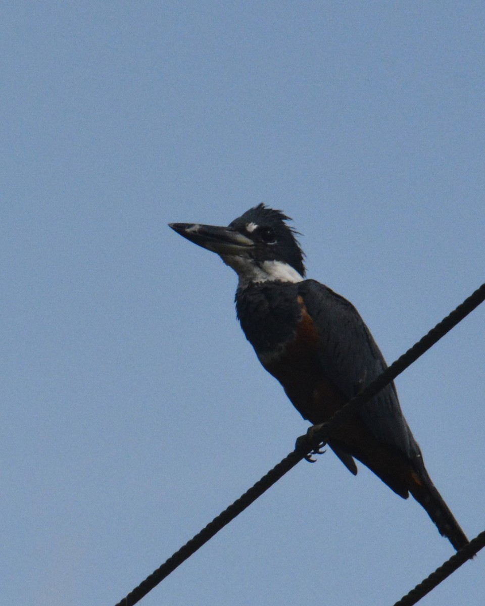 Amazon Kingfisher - ML614369218