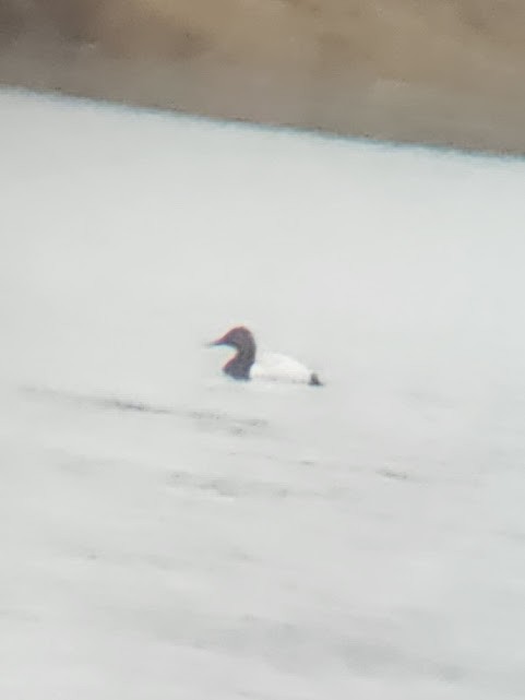 Canvasback - Bryan Zandberg