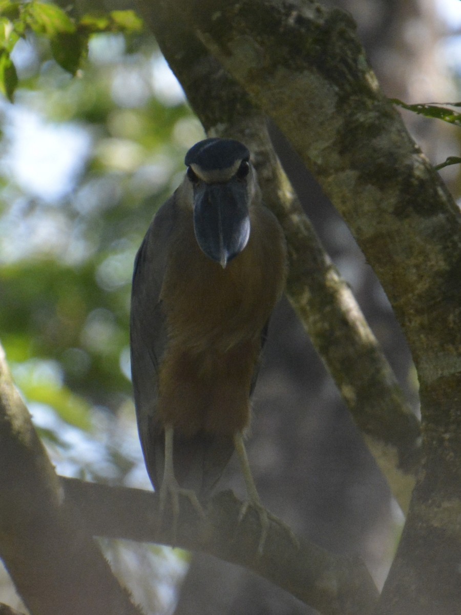 Boat-billed Heron - Jim Morris