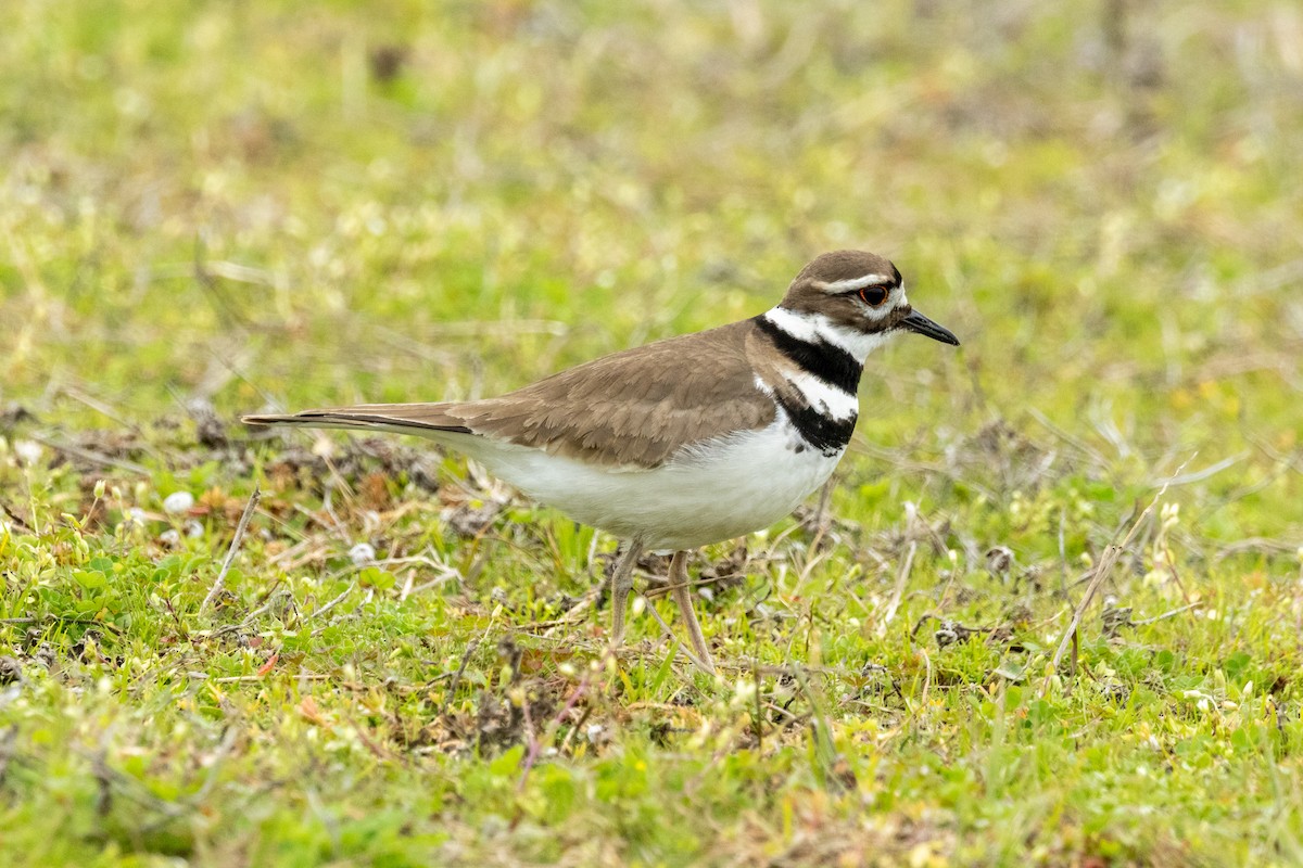 Killdeer - Tommy Mullen