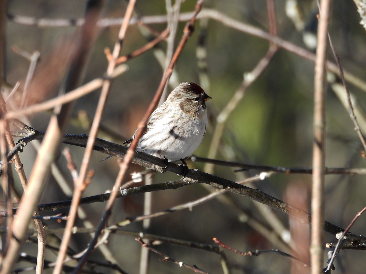 Hoary Redpoll - ML614369288