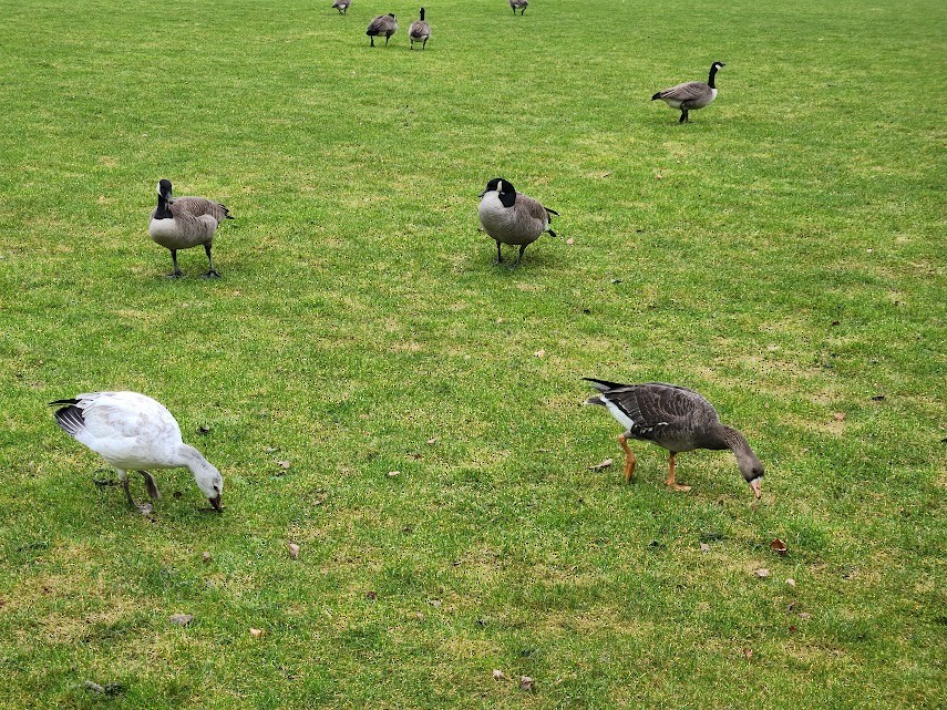 Greater White-fronted Goose - ML614369291