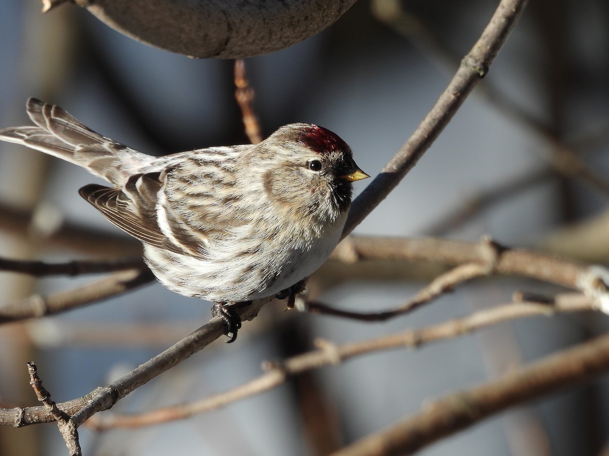 Hoary Redpoll - ML614369292