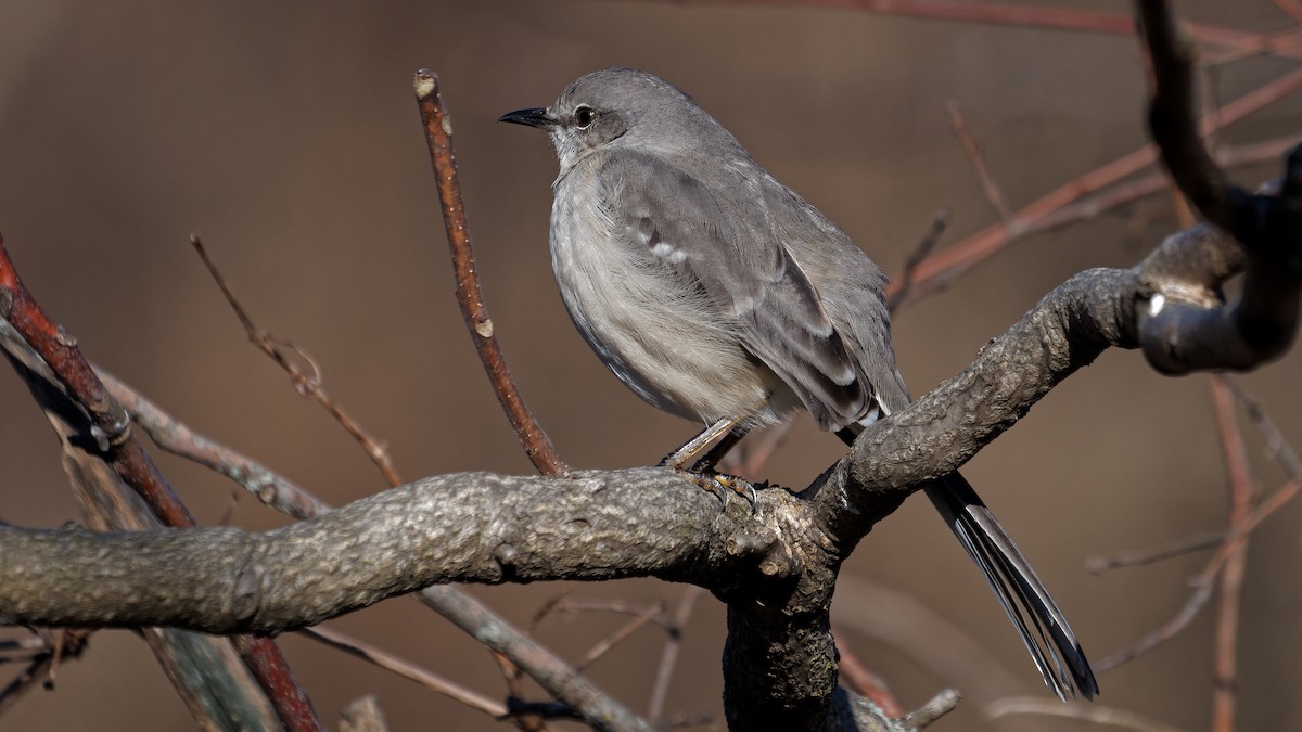 Northern Mockingbird - ML614369353