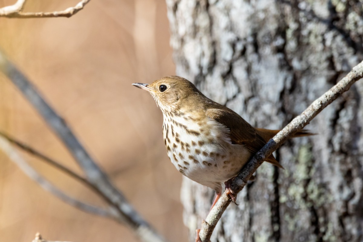 Hermit Thrush - Sam Denenberg