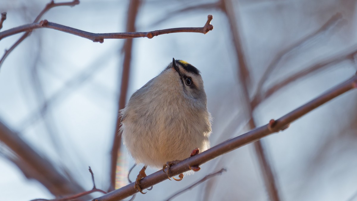 Golden-crowned Kinglet - ML614369393