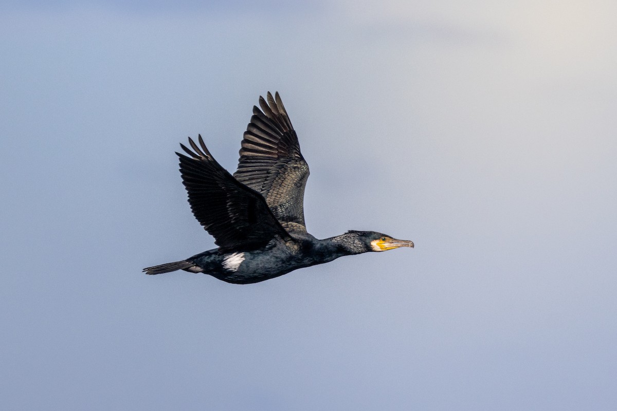Great Cormorant - Sam Denenberg