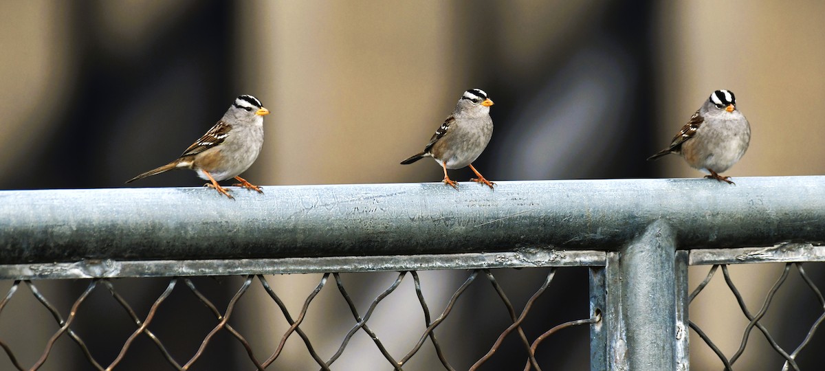 White-crowned Sparrow - Elke Davis