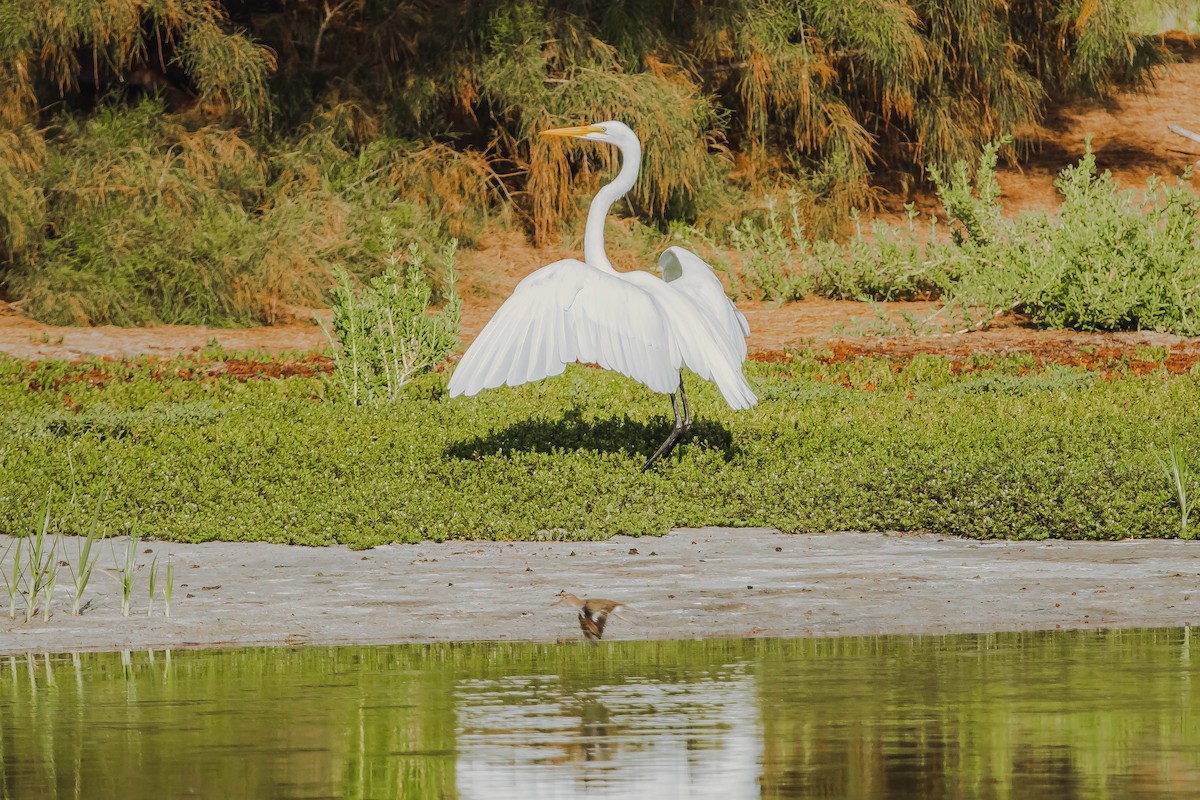 Great Egret - Alexander Hugo Alvia Vilchez