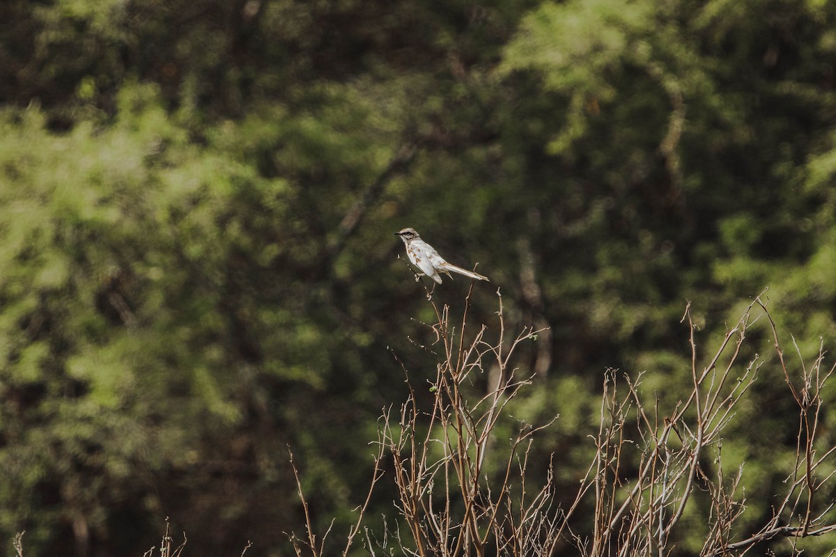 Ml614369505 - Long-tailed Mockingbird - Macaulay Library