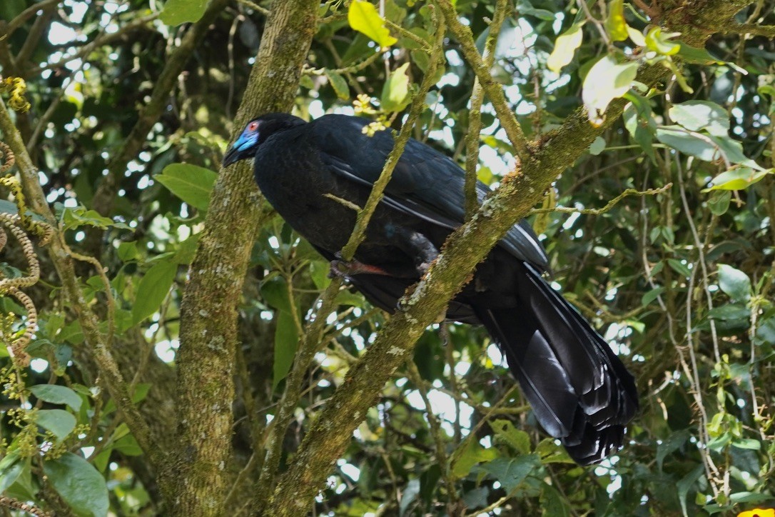 Schwarzguan - ML614369531