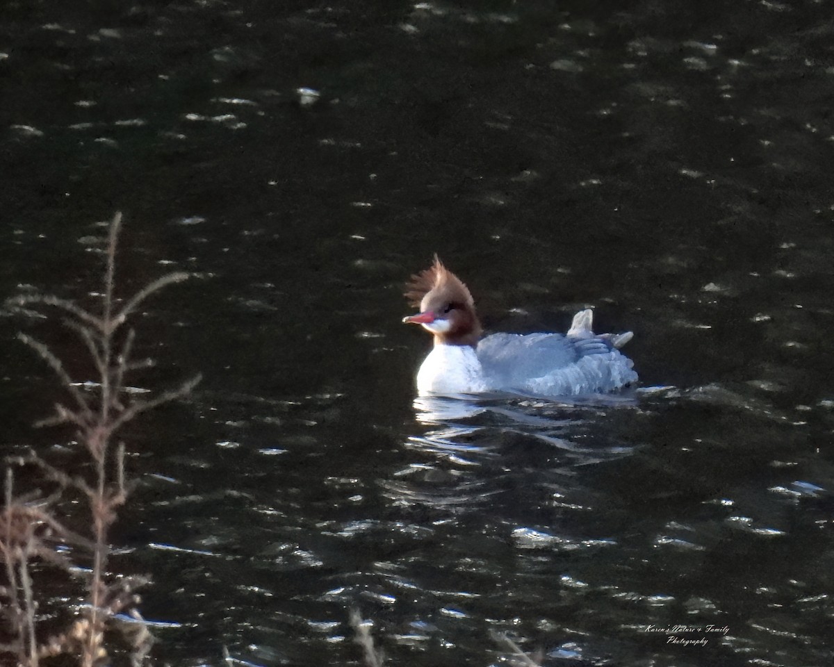 Common Merganser - ML614369672