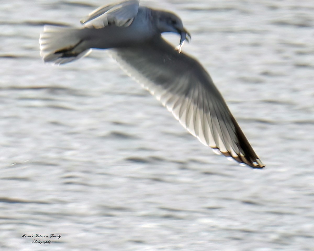 Ring-billed Gull - ML614369675