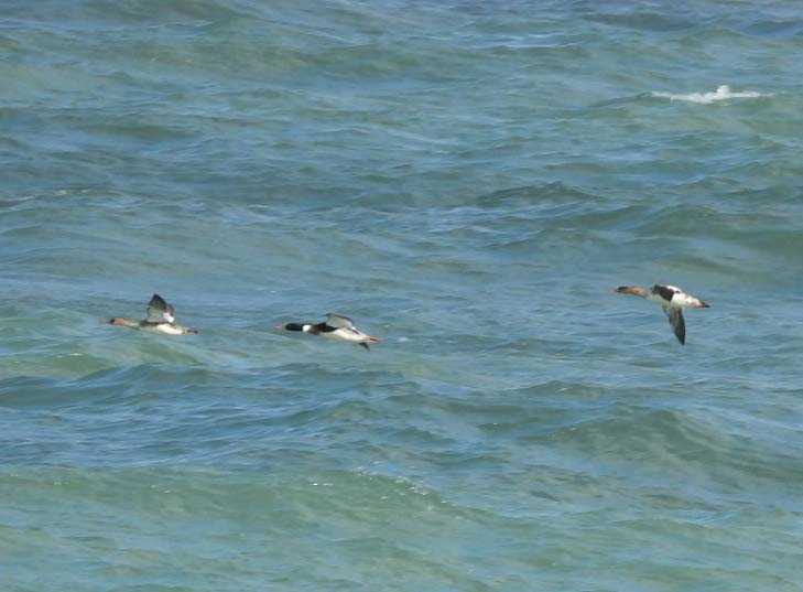 Red-breasted Merganser - ML614369681