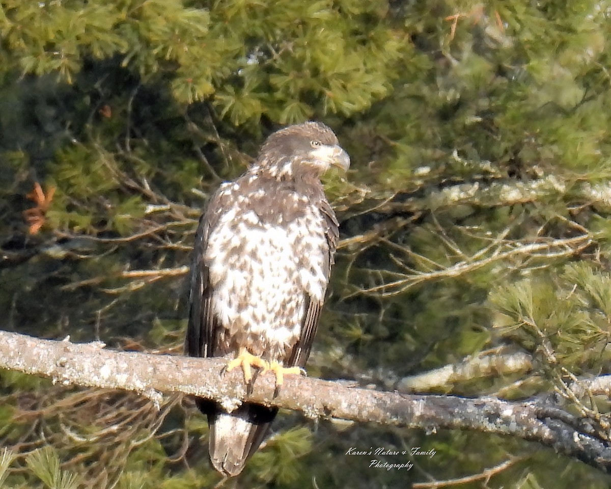 Bald Eagle - ML614369701