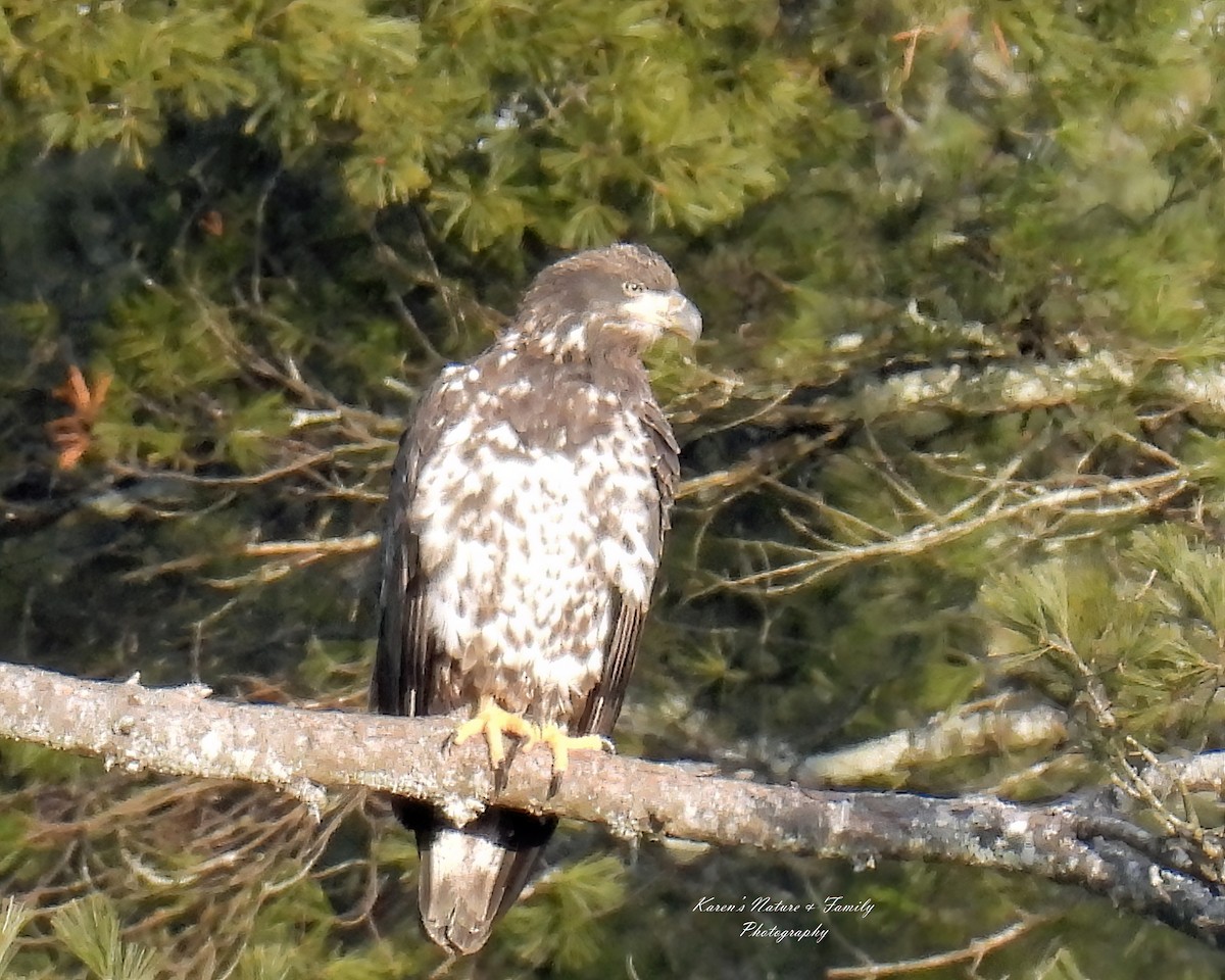 Bald Eagle - ML614369701