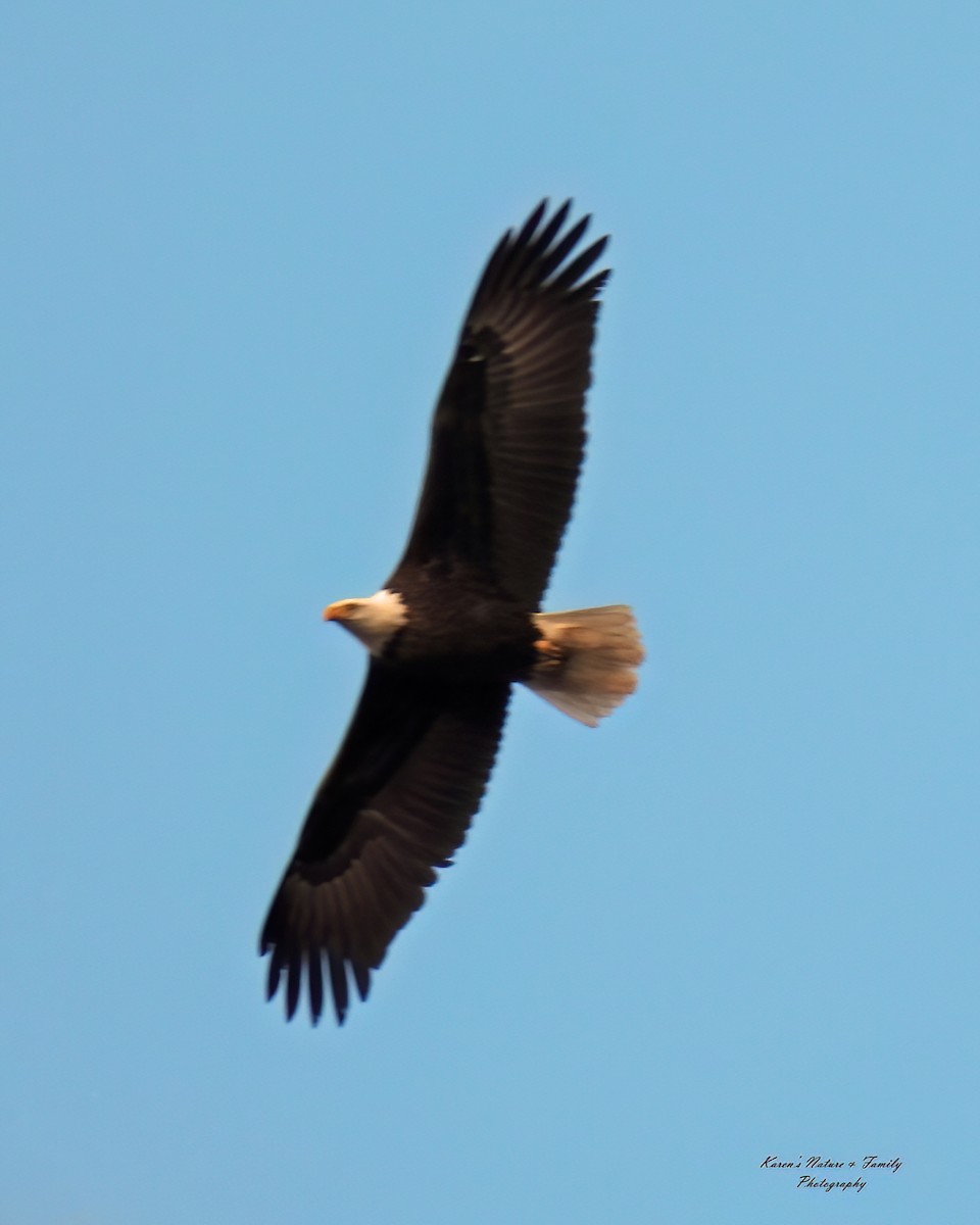 Bald Eagle - ML614369702