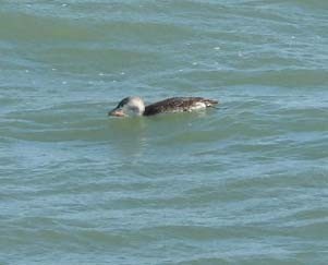 Common Loon - ML614369716