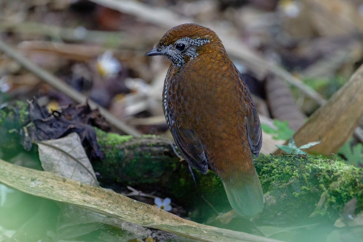 Barred Antthrush - Johnnier Arango 🇨🇴 theandeanbirder.com