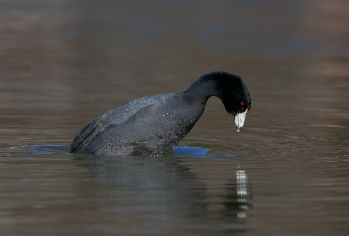 American Coot - ML614369729