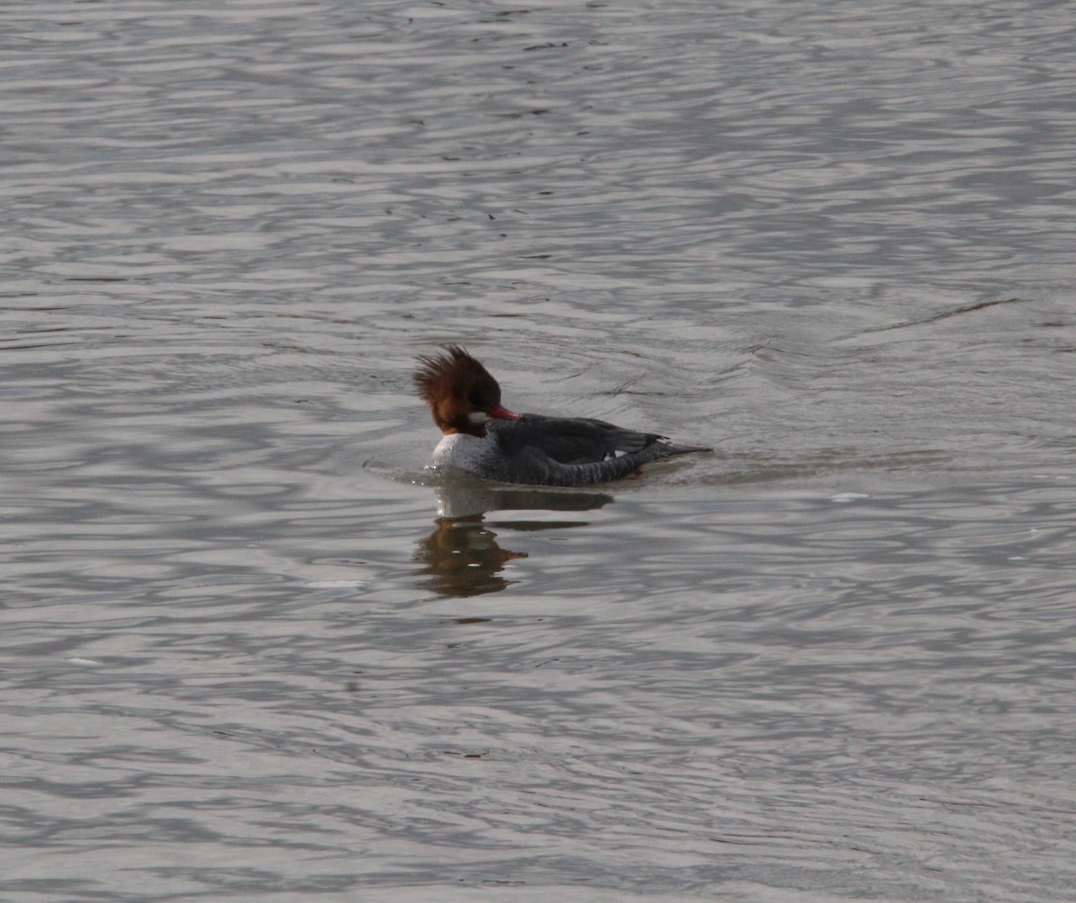 Common Merganser - ML614369869