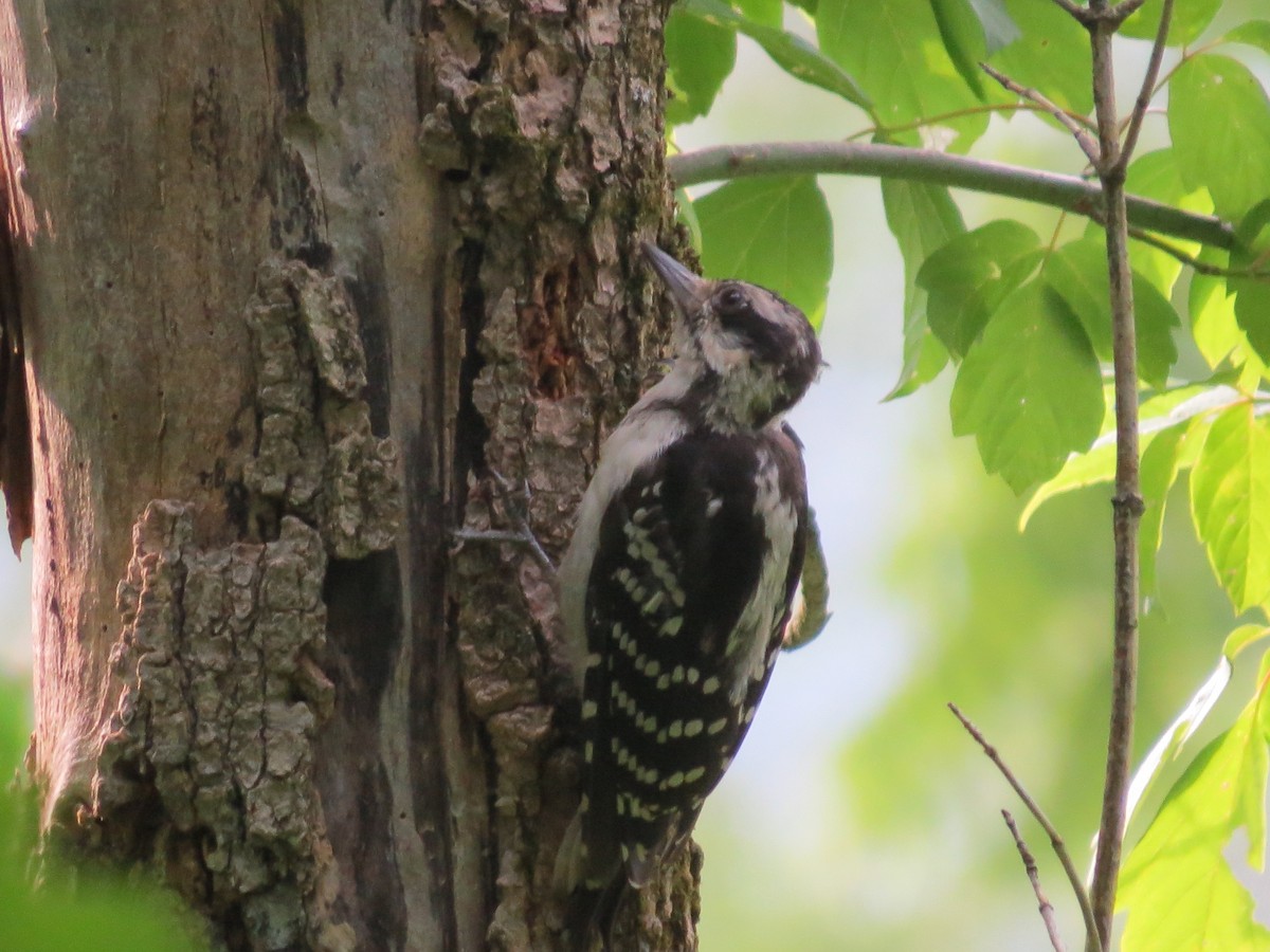 Hairy Woodpecker - ML614369889