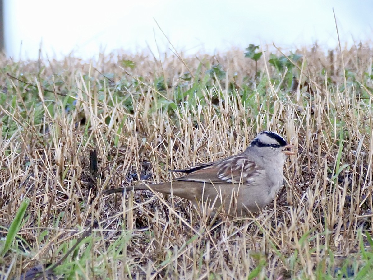 White-crowned Sparrow - Martin Byhower