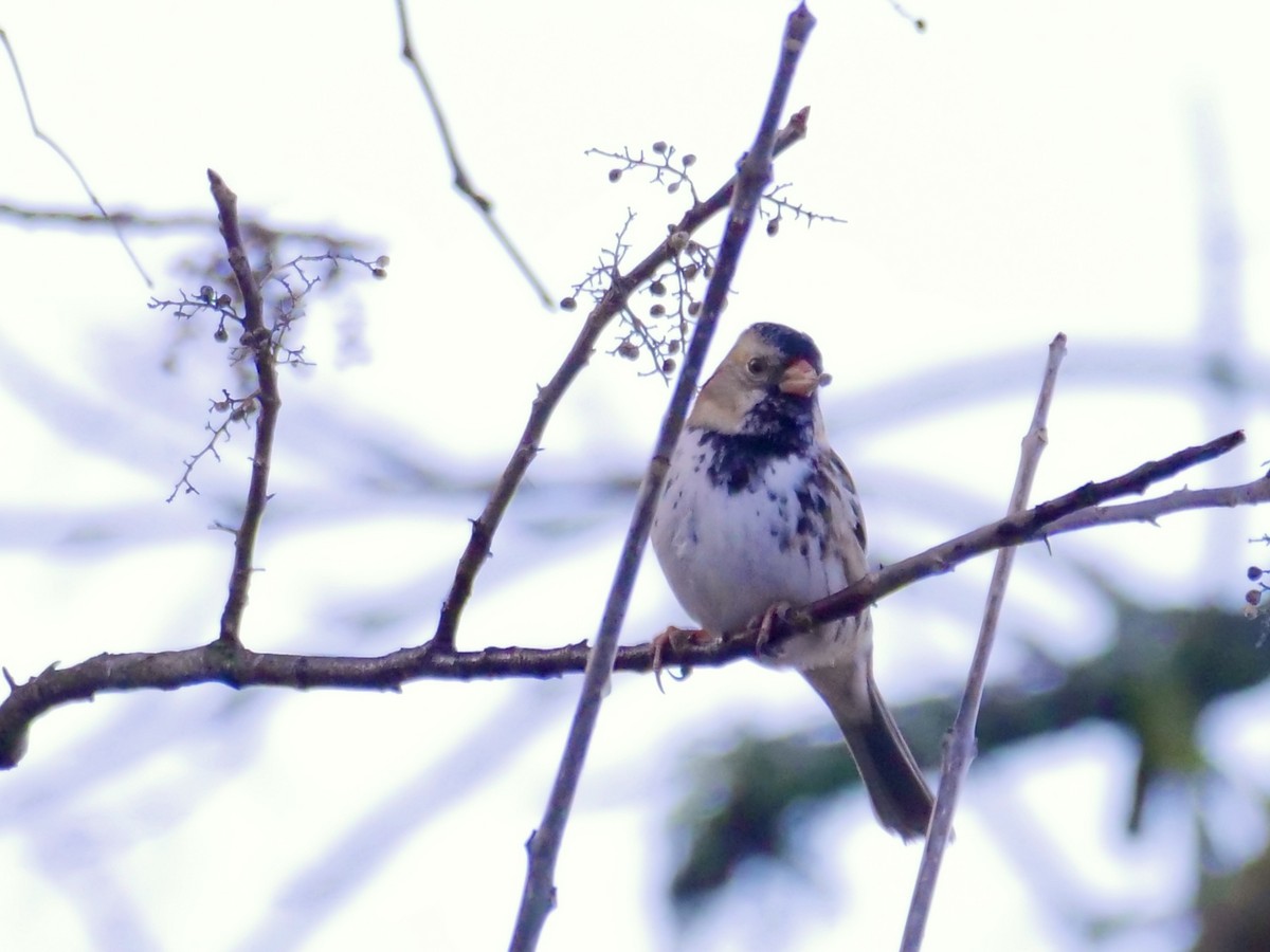 Harris's Sparrow - Martin Byhower