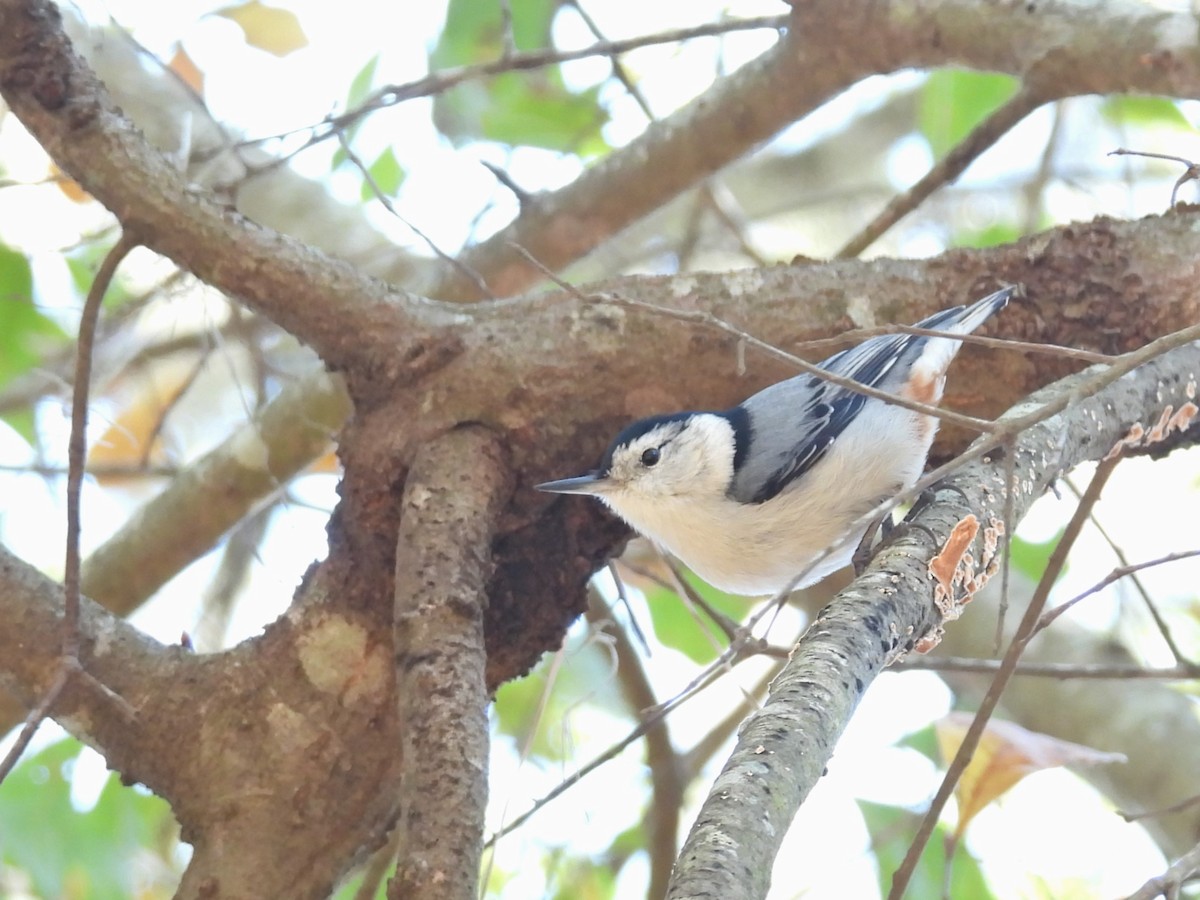 White-breasted Nuthatch - ML614370037