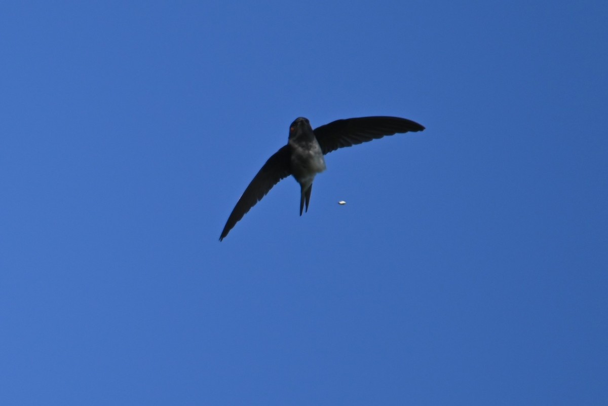 Whiskered Treeswift - ML614370064