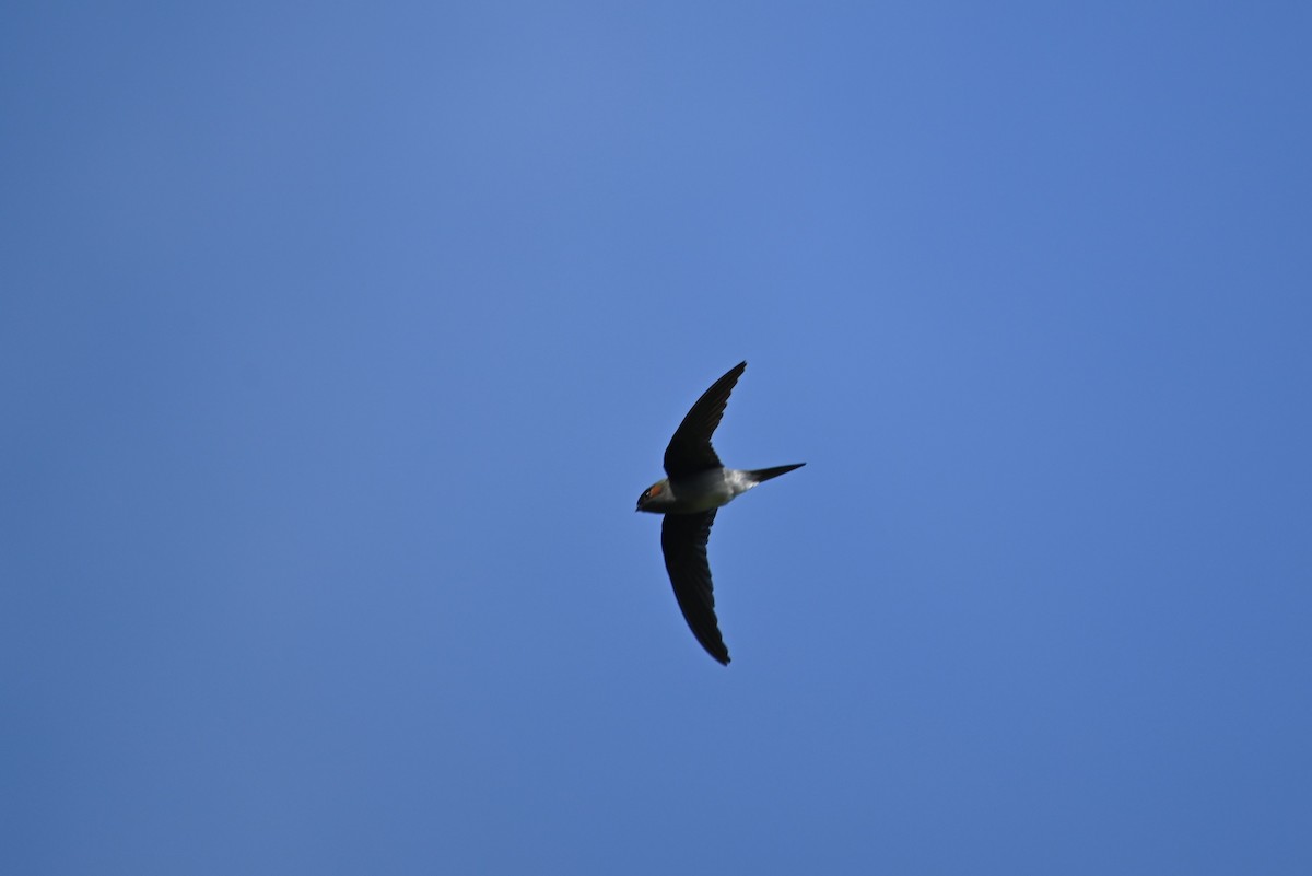 Whiskered Treeswift - ML614370066