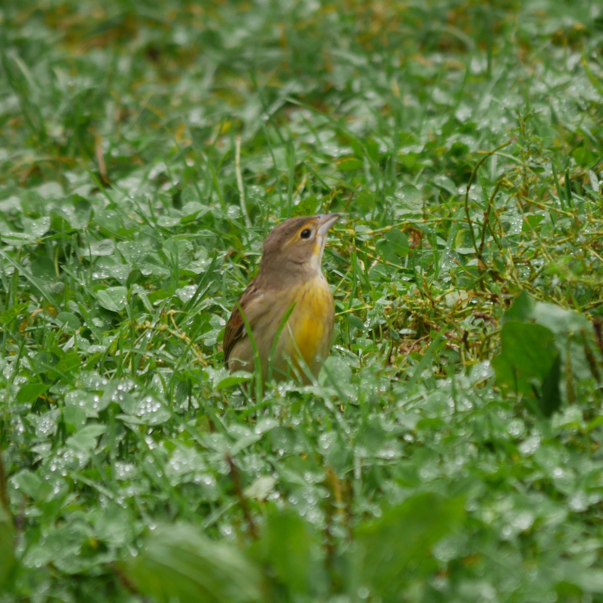 Dickcissel - ML614370086