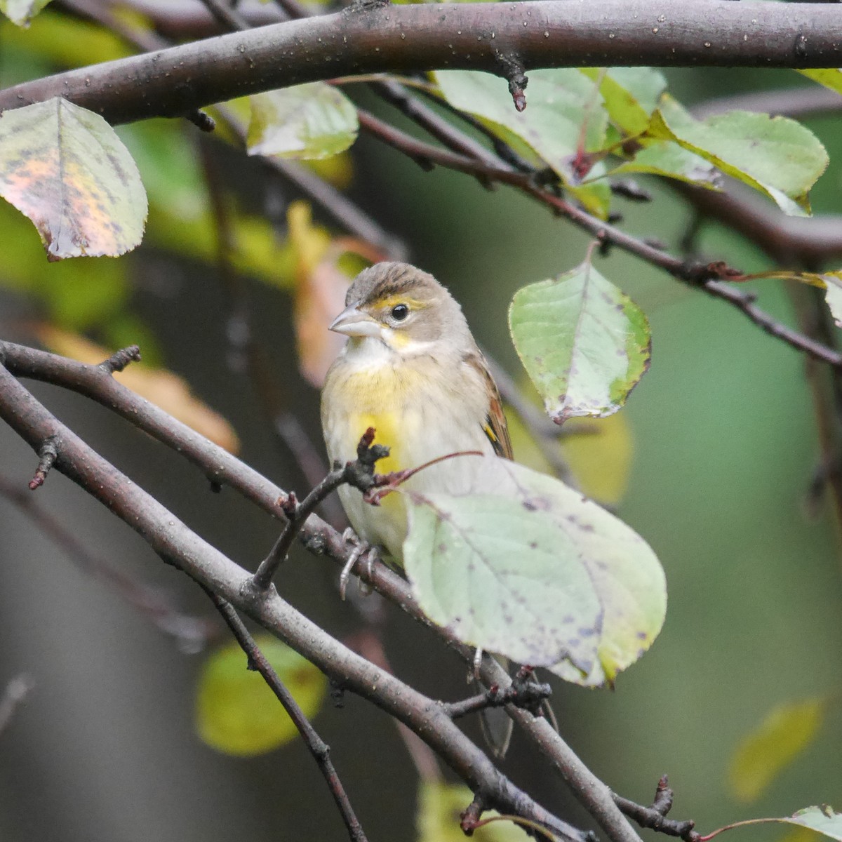 Dickcissel - ML614370087